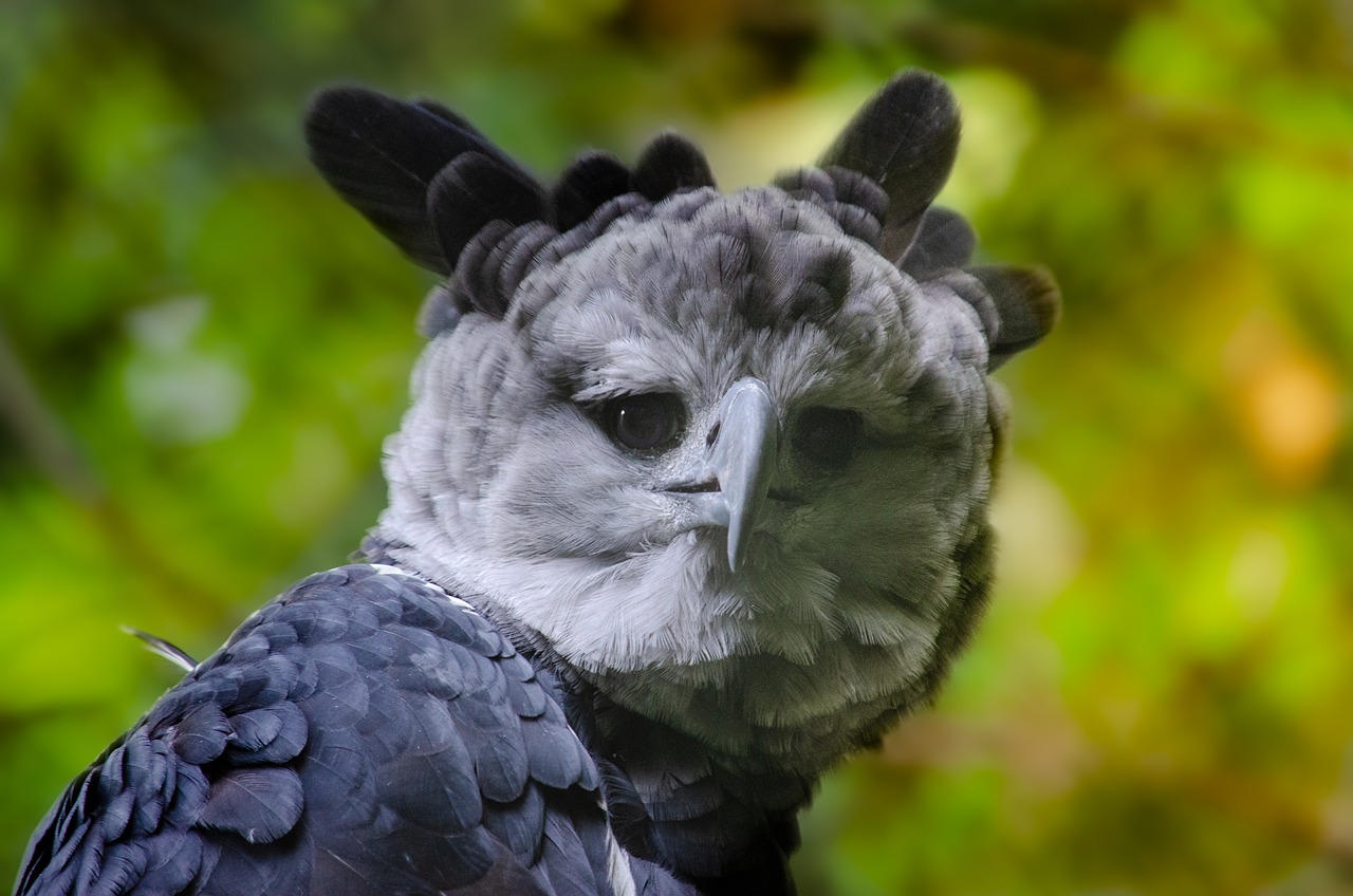 harpy, birds of prey, raptor