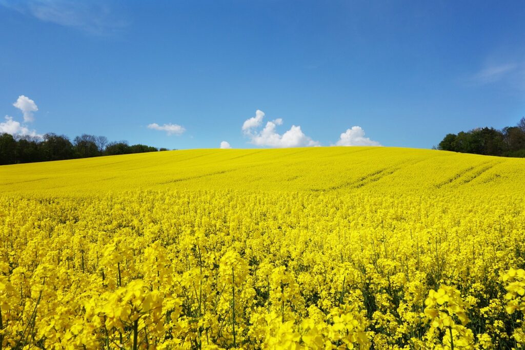 rape blossom, rape field, oilseed rape