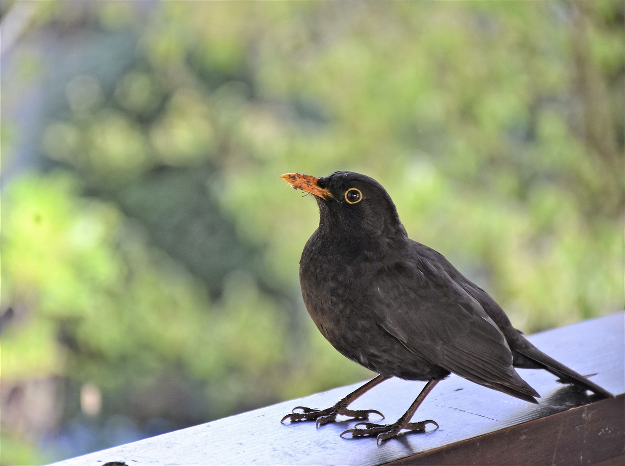 blackbird, bird, animal