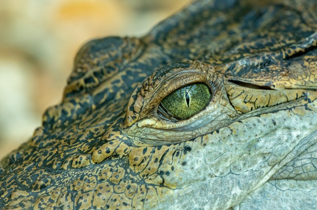 crocodile, eye, portrait