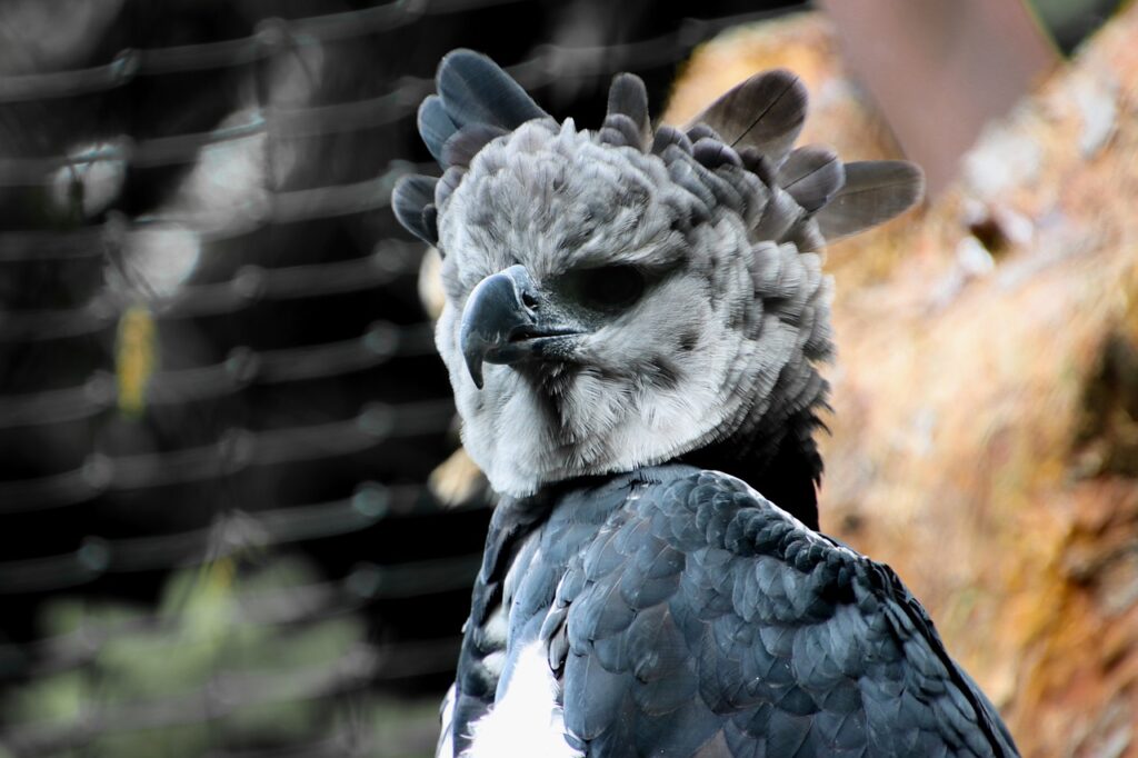 wildlife, harpy, bird