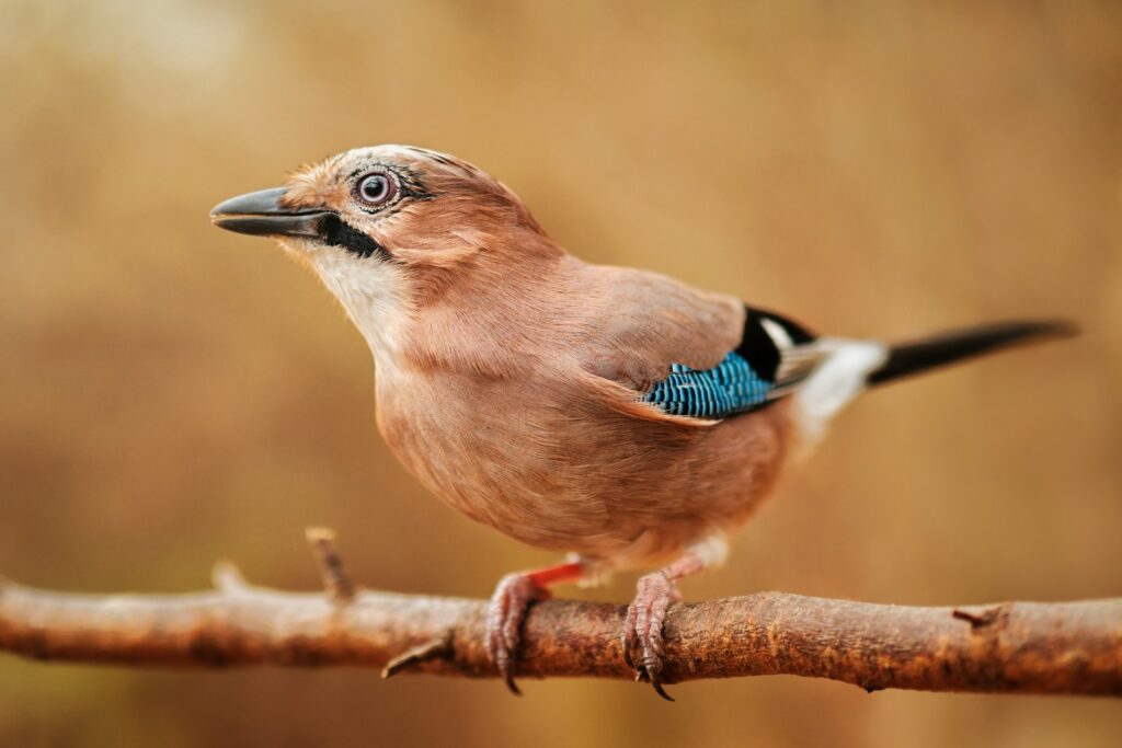 Coracias garrulus